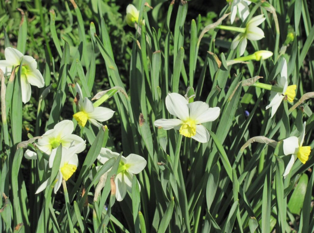 Vibrant Daffodils in Bloom: Spring Flowerbed Wallpaper Background