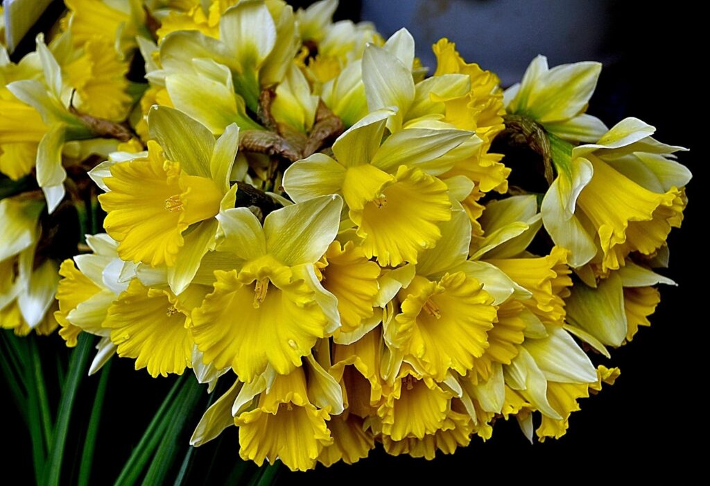 Vibrant Daffodils Wallpaper - Bright Spring Flowers on Dark Background