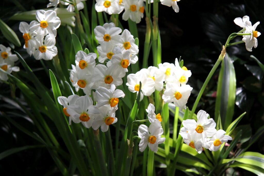 Vibrant Daffodils in Bloom - Cheerful Spring Background Wallpaper