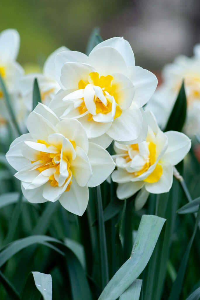 Vibrant Daffodils Wallpaper: Spring Blooming in Fresh Colors