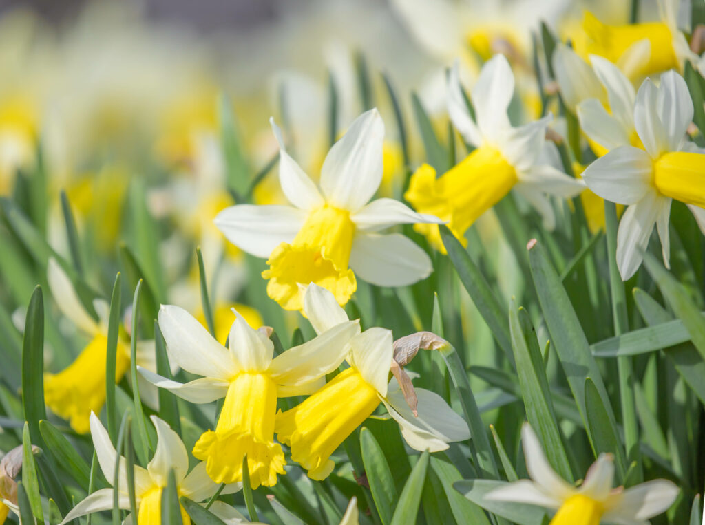 Vibrant Yellow and White Daffodils Wallpaper Background in Spring