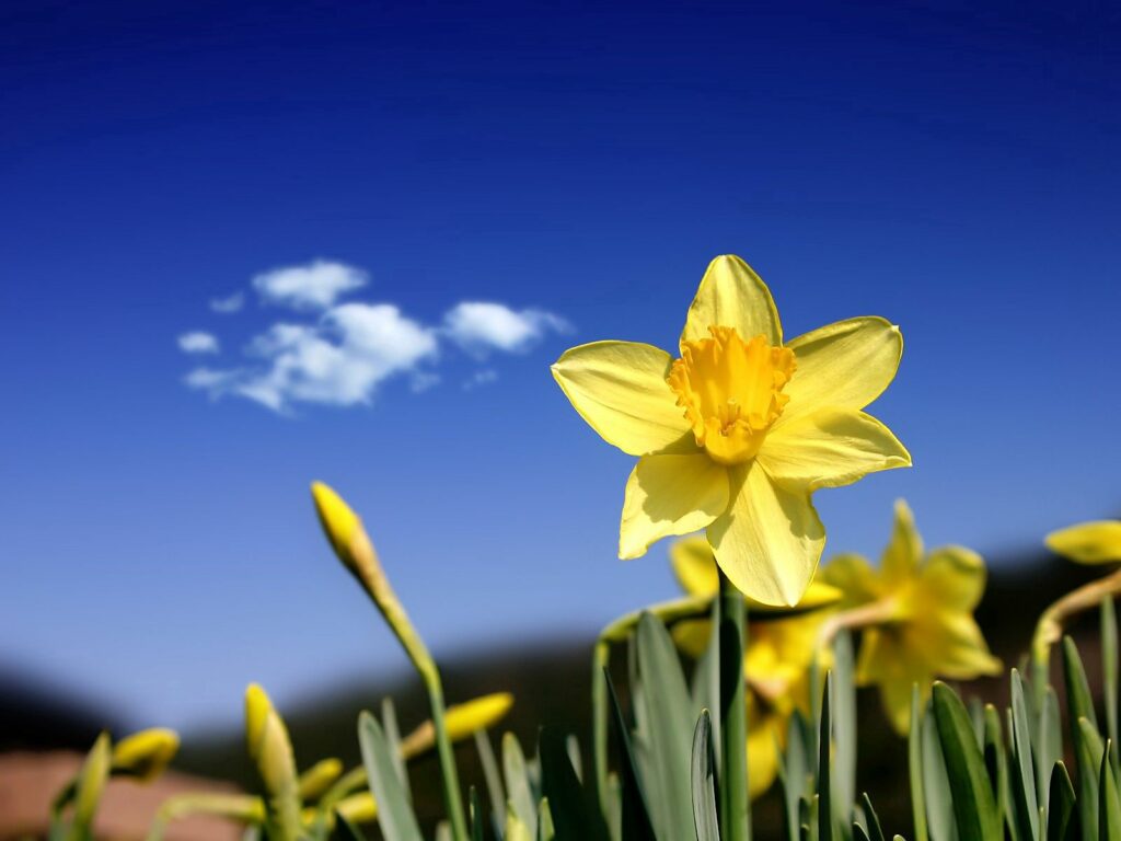 Vibrant Yellow Daffodils Wallpaper - Springtime Blue Sky Background