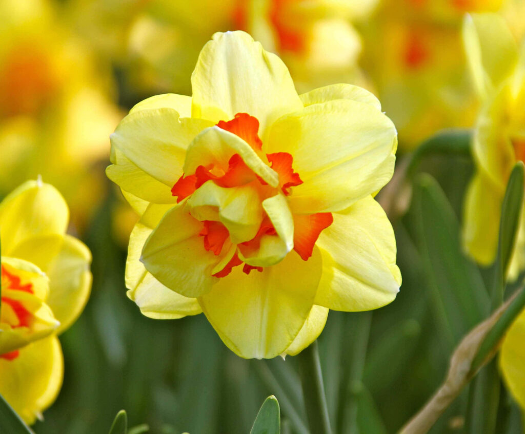 Vibrant Daffodils Wallpaper: Stunning Springtime Floral Background