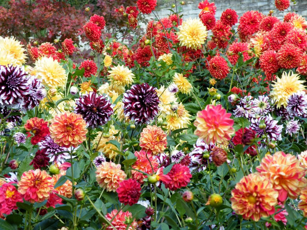 Vibrant Dahlia Wallpaper: Colorful Floral Background for Any Space
