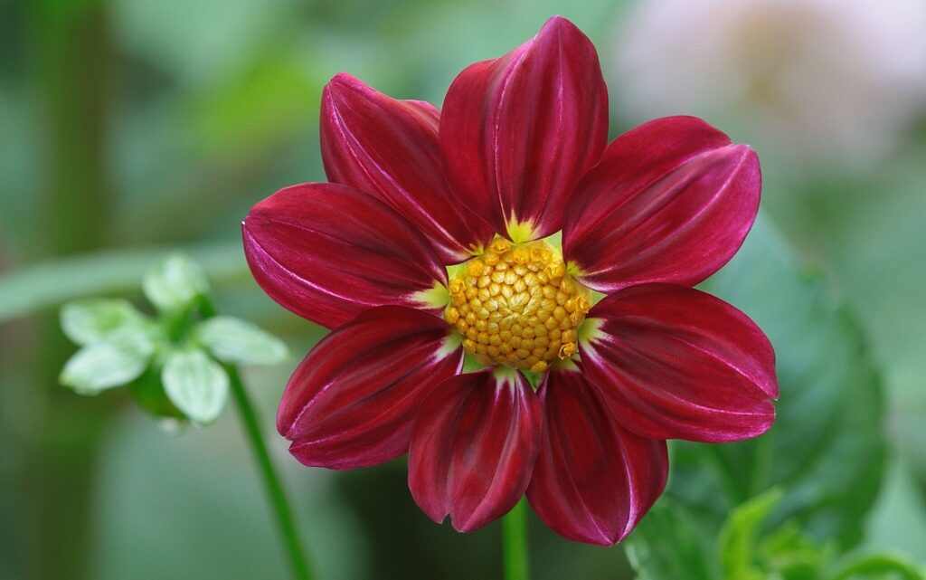 Vibrant Dahlia Wallpaper: Deep Red Petals & Bright Yellow Center