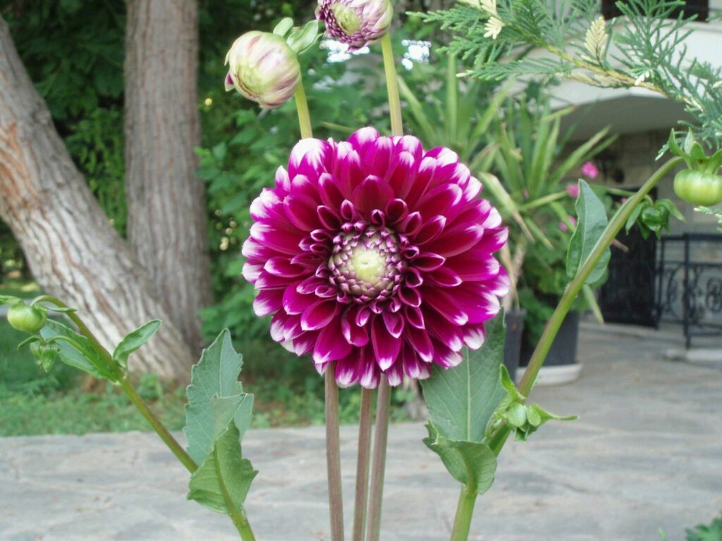 Vibrant Dahlia Wallpaper with Budding Flowers & Lush Green Background