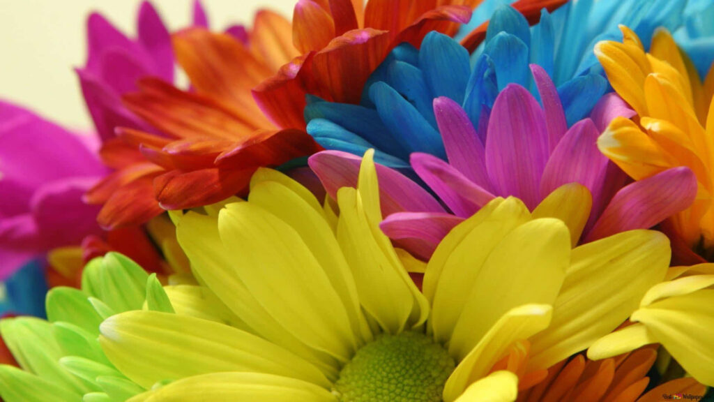 Colorful Daisy Wallpaper: Vibrant Floral Background in Full Bloom