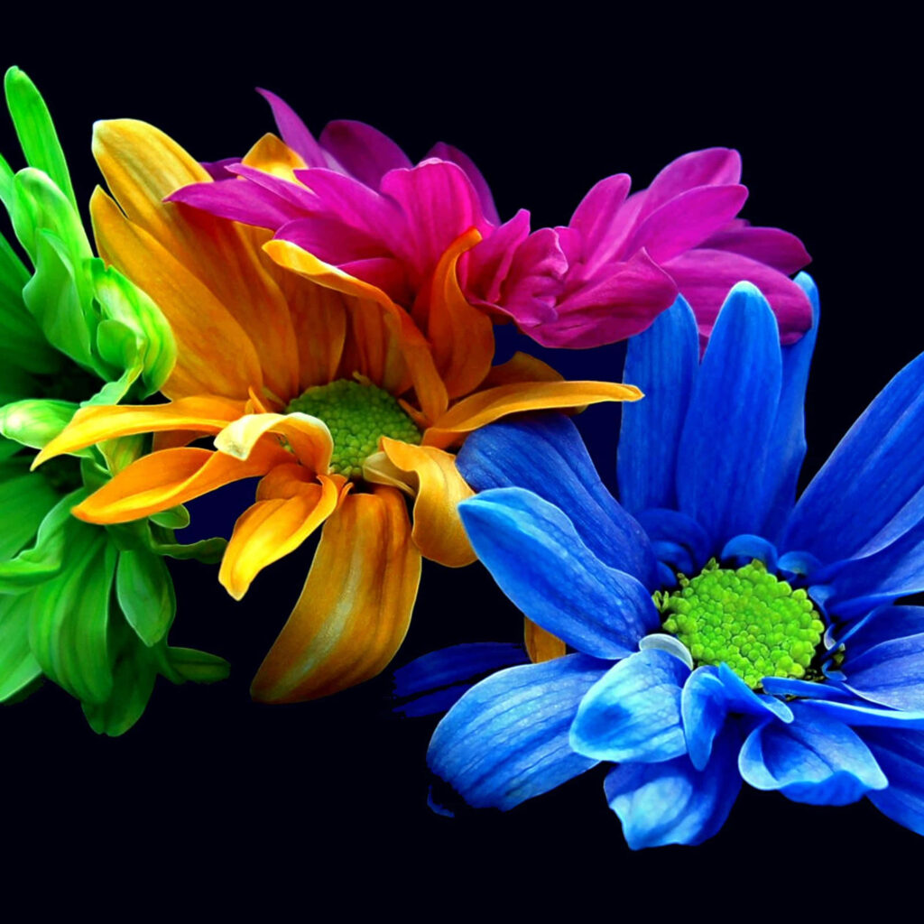 Vivid Daisy Wallpaper: Colorful Flower Arrangement on Black Background