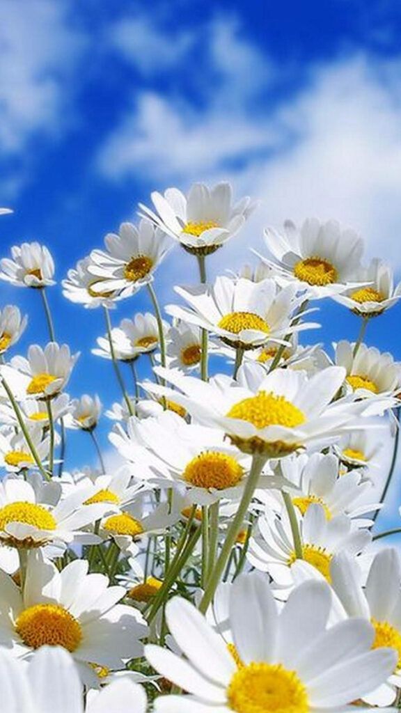 Vibrant White Daisies Against Blue Sky - Uplifting iPhone Background Wallpaper