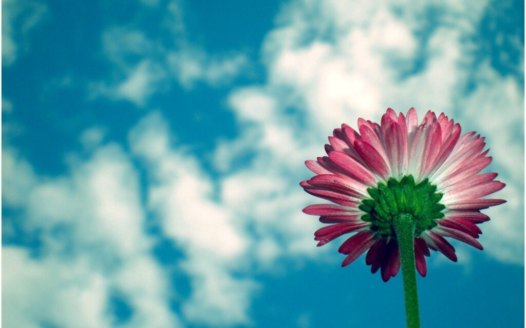 Vibrant Daisy Against Clear Blue Sky and Fluffy White Clouds Wallpaper