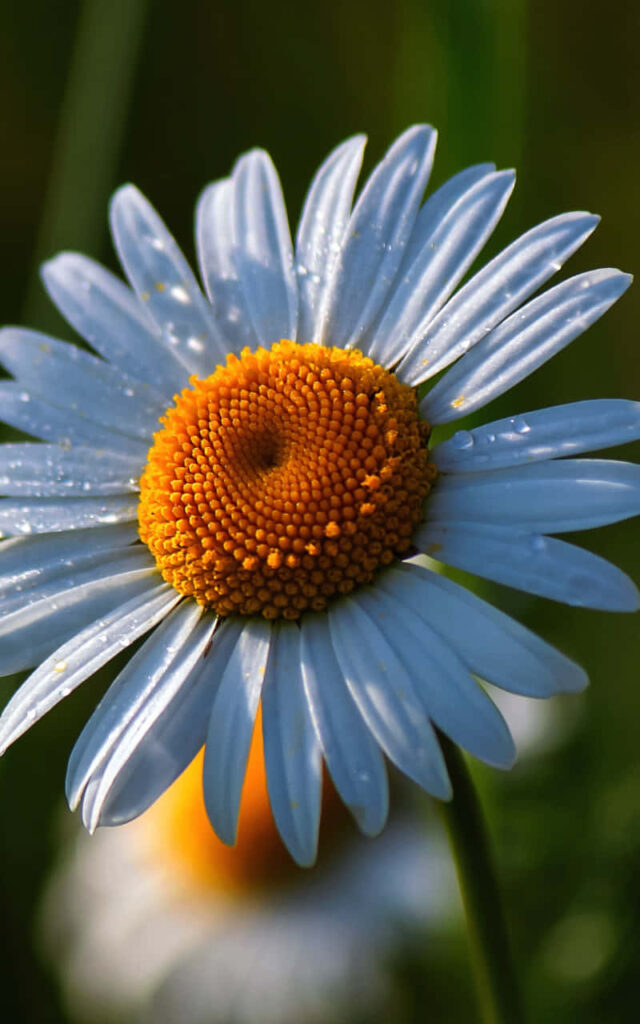 Close-Up of Blossoming Daisy with Water Droplets on Green Background Wallpaper