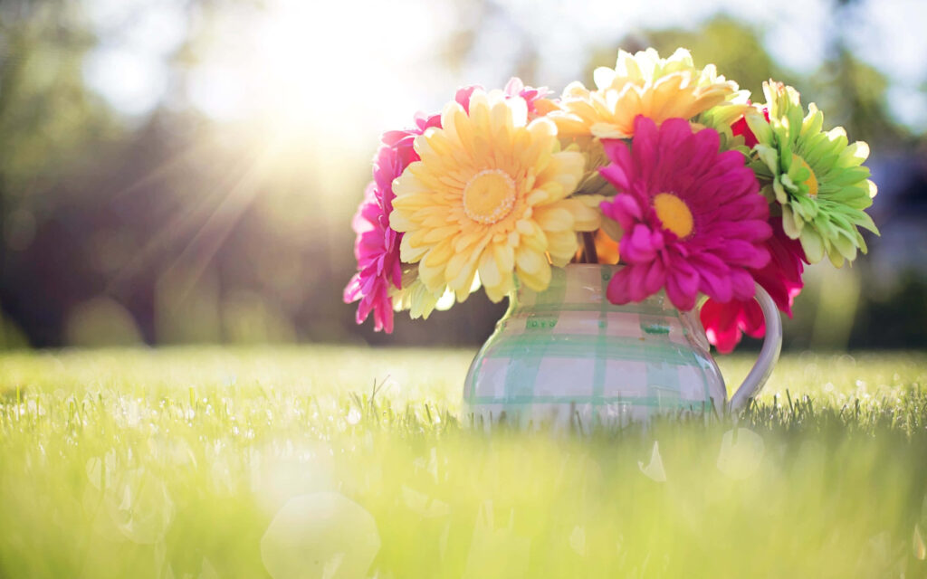 Colorful Daisy Desktop Wallpaper with Sunny Spring Background