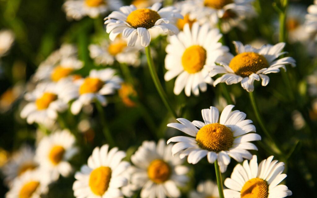 Sunny Field of Blooming White Daisies - Cheerful Wallpaper Background