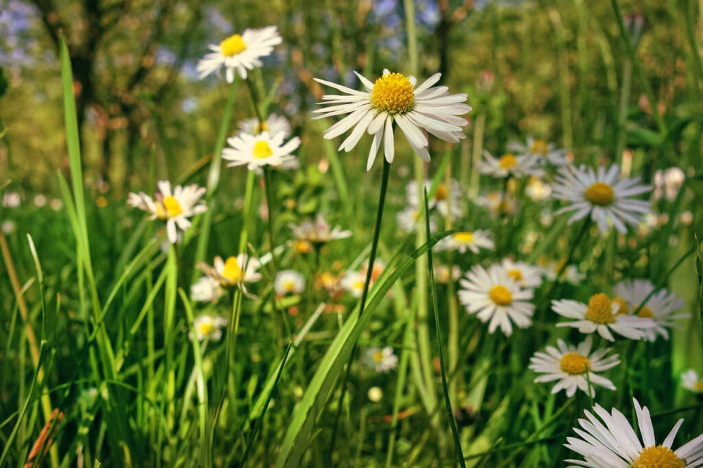 Sunlit Daisies Wallpaper: Vibrant Field & Lush Grass Background