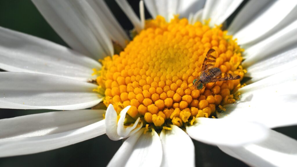 Vibrant Daisy Flower Wallpaper with Intricate Center & Insect