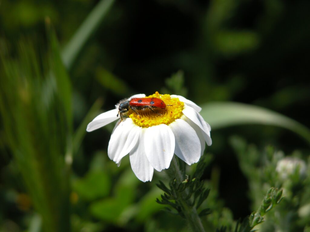 Vibrant Daisy Close-Up with Red Insect - Lush Green Wallpaper