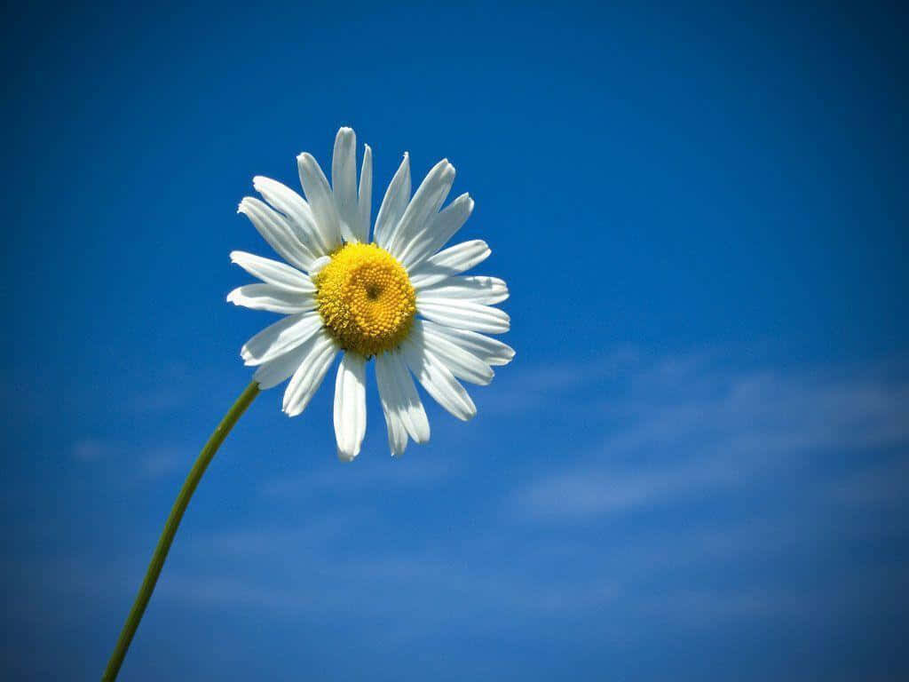 Cute Daisy Flower Wallpaper: Blue Sky Background with Vignette Effect