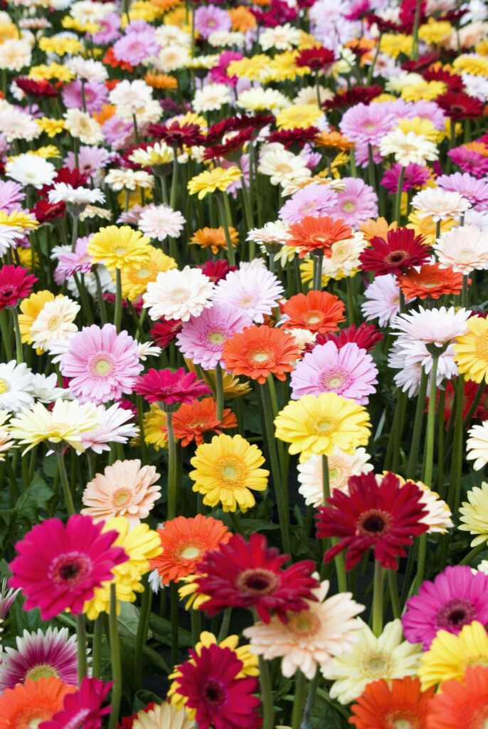 Cheerful Daisy Flower Wallpaper: Colorful Field Background