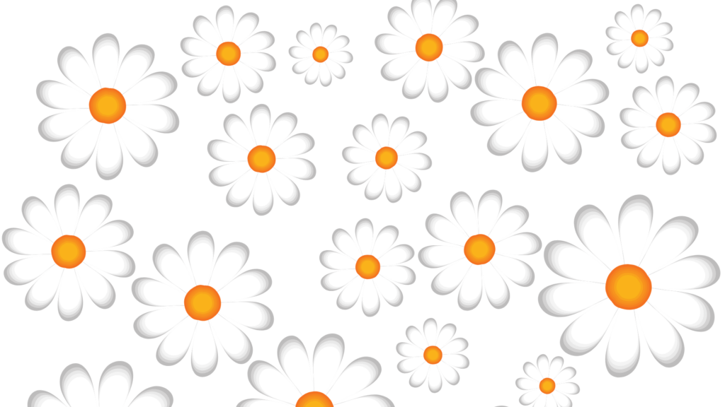 White Daisy Flower Wallpaper with Vibrant Orange Centers