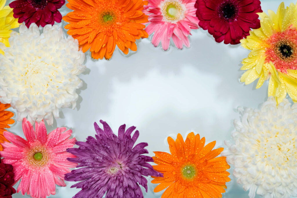 Colorful Daisy Border Wallpaper: Brighten Any Space with Cheer!