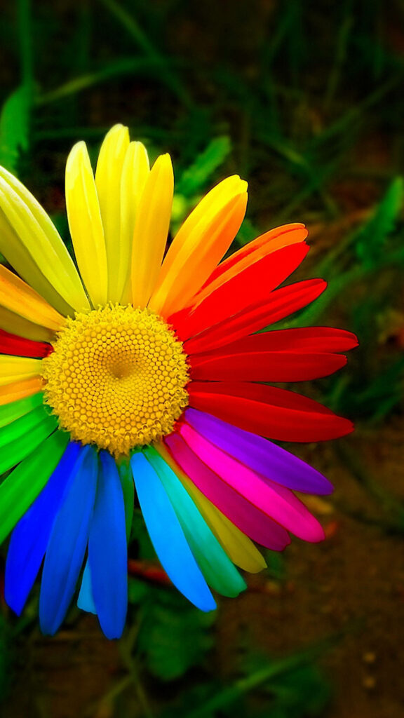 Vibrant Daisy Flower Wallpaper with Rainbow Petals on Green Background