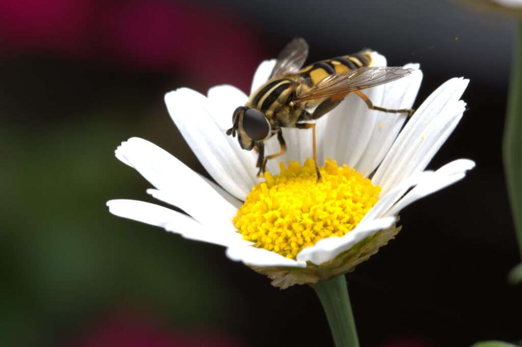 Vibrant Daisy with Bee: Close-Up Pollination Wallpaper Background