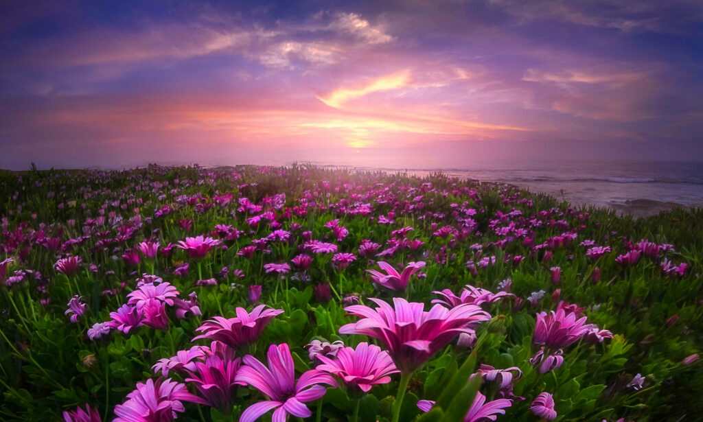 Vibrant Daisy Garden Wallpaper - Enchanting Purple Sunset Background