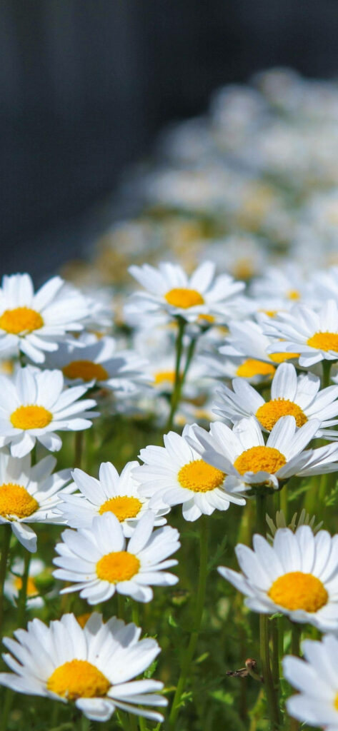 Vibrant Daisy Phone Wallpaper: Bright Yellow Centers & Soft Background