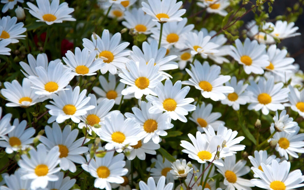 Cheerful Daisy Wallpaper: Bright Sunlit Background for Any Space