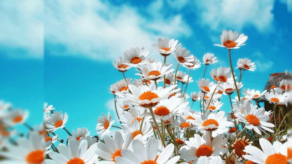 Vibrant Daisy Field Wallpaper: Nature's Refreshing Blue Sky Background