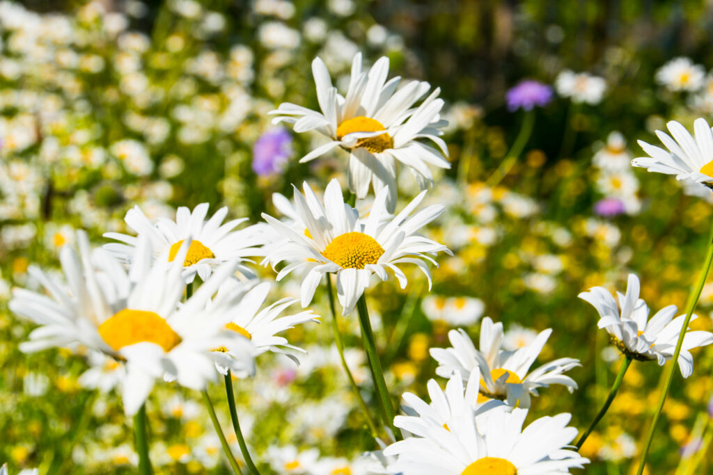 Vibrant Daisy Field Wallpaper: Summer Blooms & Soft Background