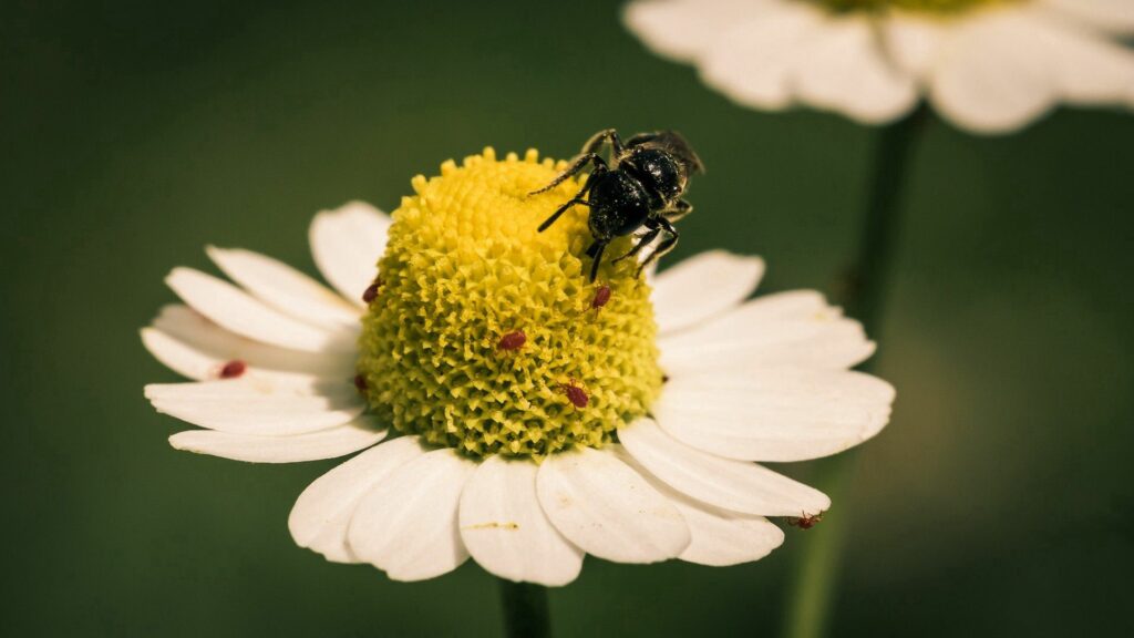 Vibrant Daisy Flower with Bee: Close-Up Wallpaper Background