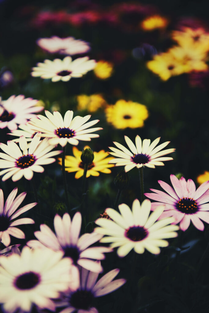 Vibrant Daisy Wallpaper: Colorful Floral Background for Cheerful Decor