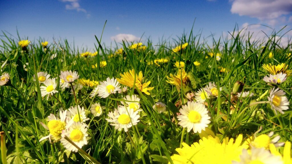 Vibrant Daisy Wallpaper: Cheerful Field Under a Bright Blue Sky