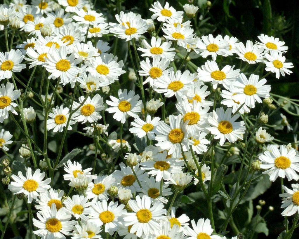 Sunny Daisies Wallpaper: Bright Yellow Flowers & Lush Green Background