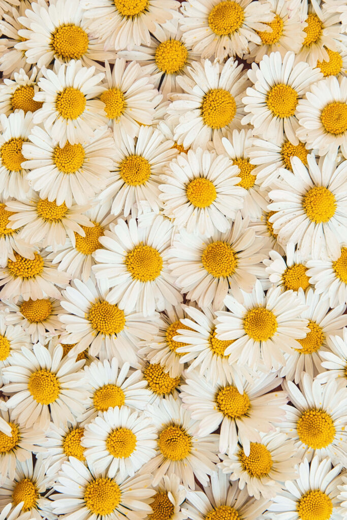 Vibrant Daisy Wallpaper: Cheerful White Petals & Sunny Yellow Centers