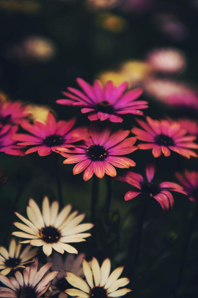 Close-Up of Vibrant Pink and White Daisies on Dark Background Wallpaper