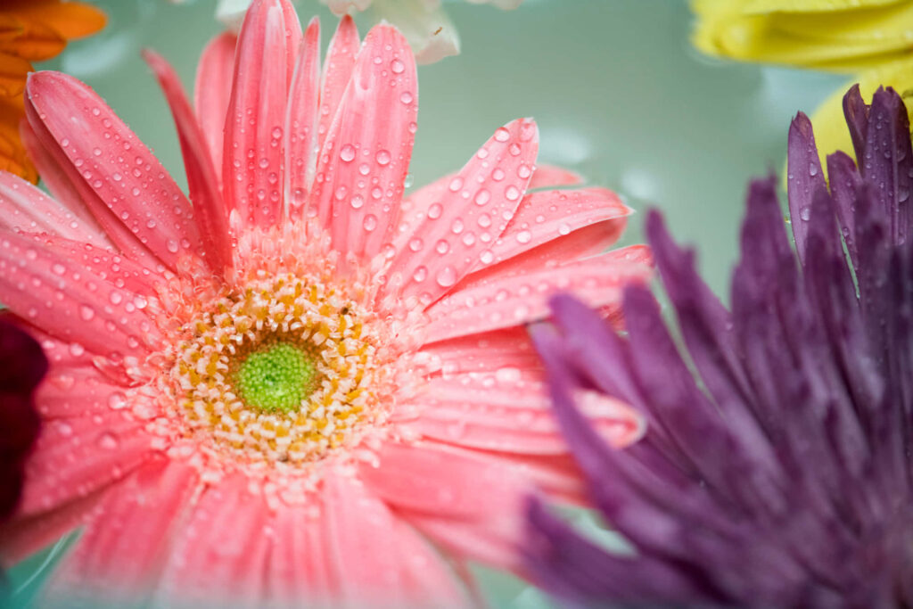 Vibrant Close-Up of Daisies with Water Droplets – Serene Floral Background Wallpaper