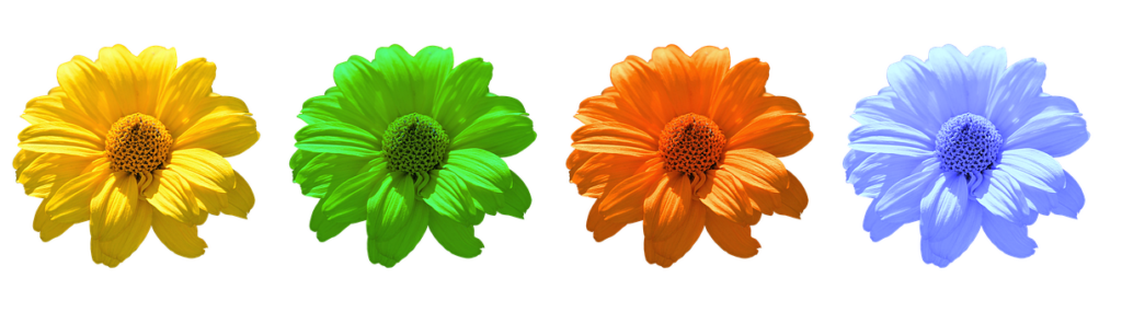 Vibrant Daisy Wallpaper: Colorful Floral Design on Transparent Background