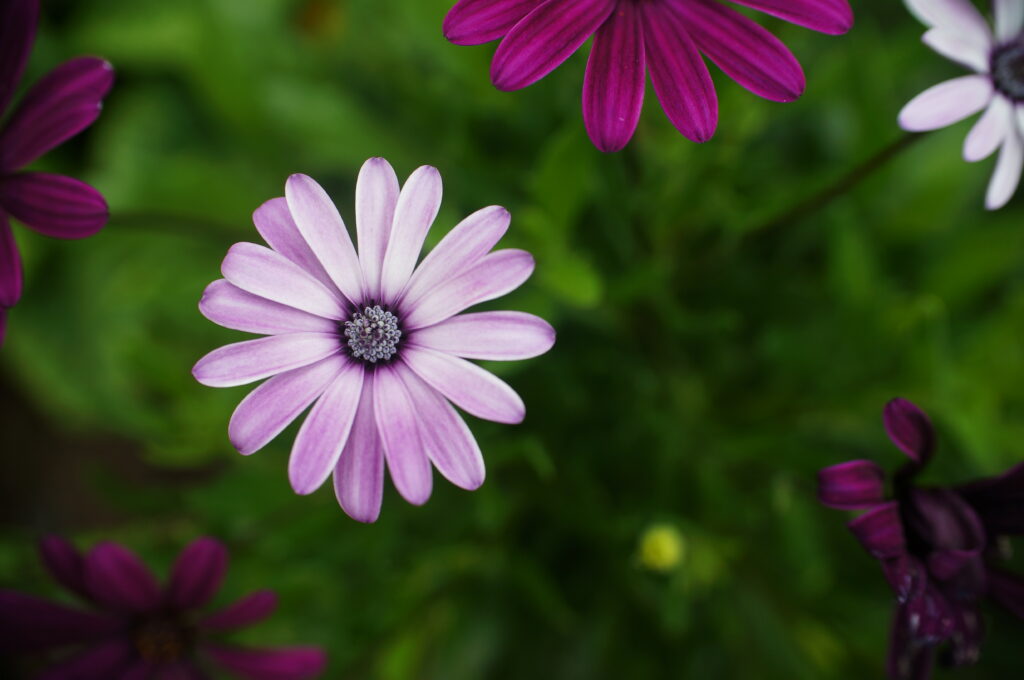 Vibrant Daisies in Bloom - Lush Green Background Wallpaper