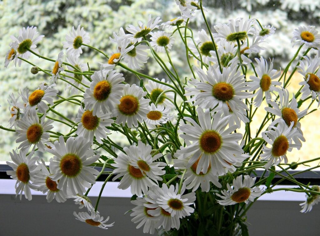Vibrant Daisies Wallpaper for a Refreshing Summer Background