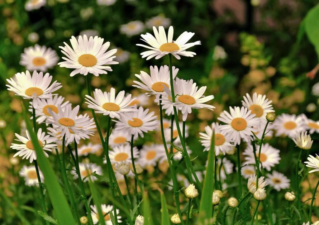 Vibrant Daisy Meadow Wallpaper: Serene Springtime Background