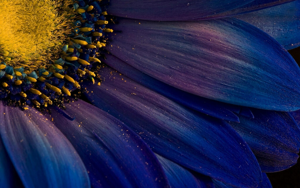 Stunning Daisy Macro Wallpaper: Vibrant Colors & Intricate Details