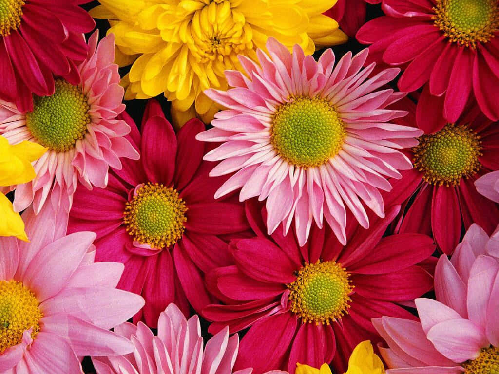 Vibrant Daisy Wallpaper: Colorful Red, Pink & Yellow Flower Background