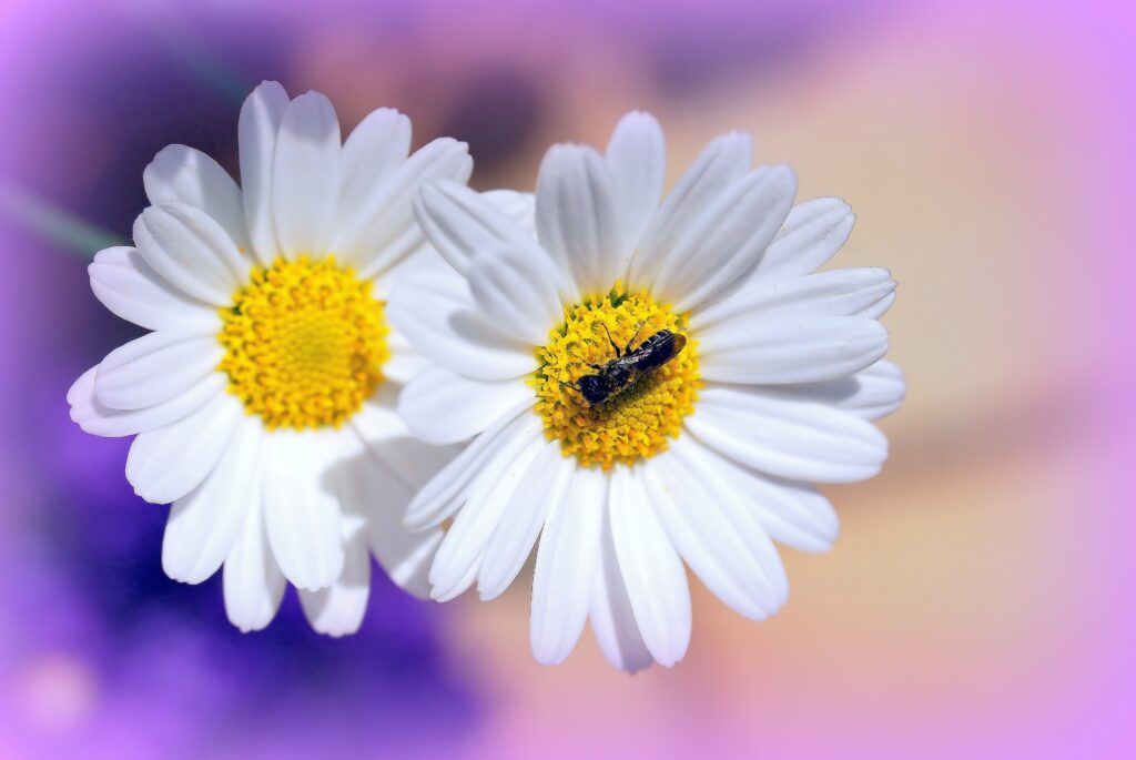 Vibrant Daisy Wallpaper: White Petals, Yellow Centers & Insect