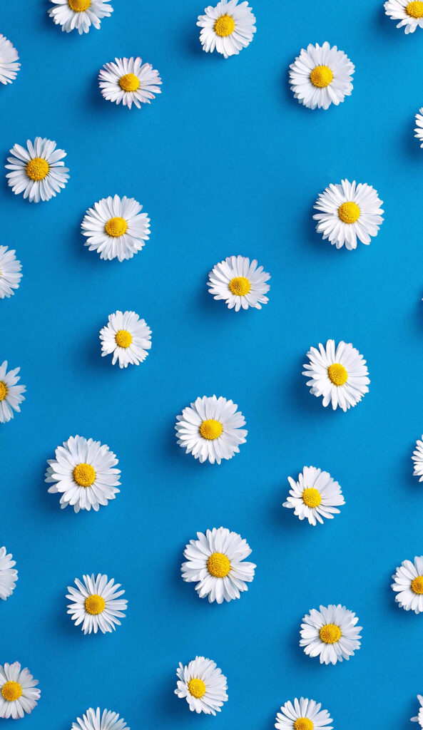 Cheerful White Daisies on Bright Blue Background Wallpaper Design