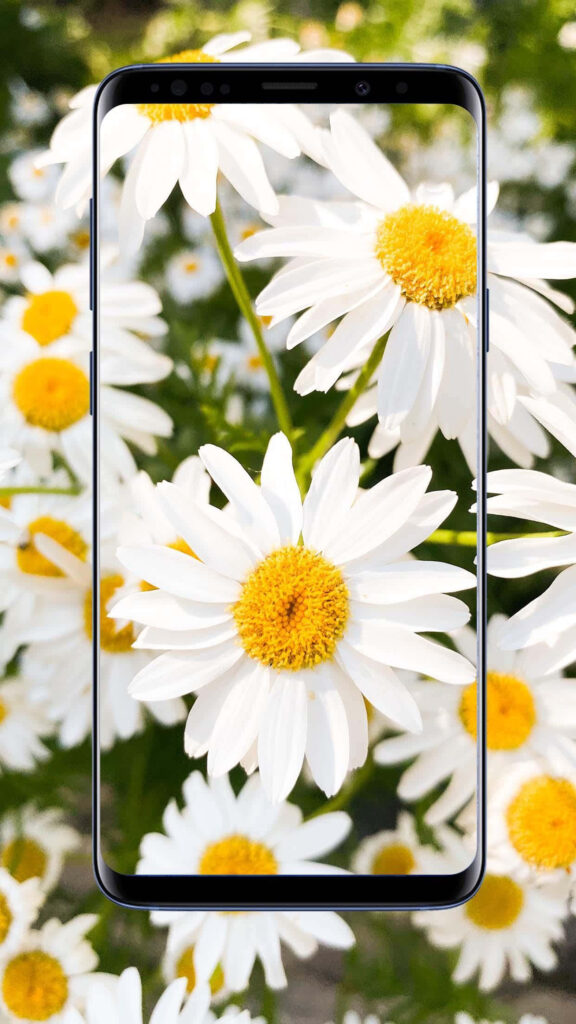 Vibrant Daisy Wallpaper with Android Frame - Cheerful Floral Design