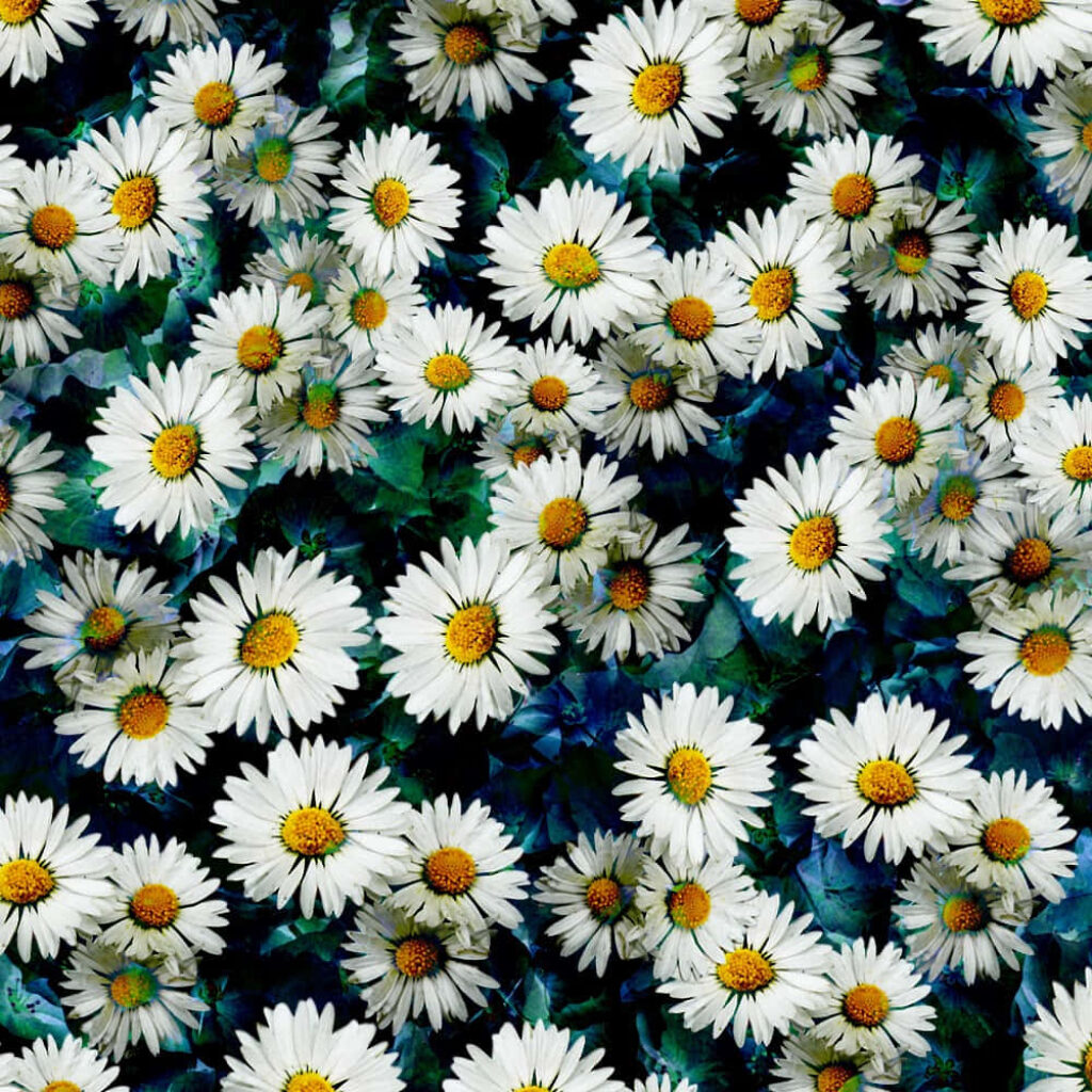 Vibrant Daisy Wallpaper with Unique Blue Liquid Background