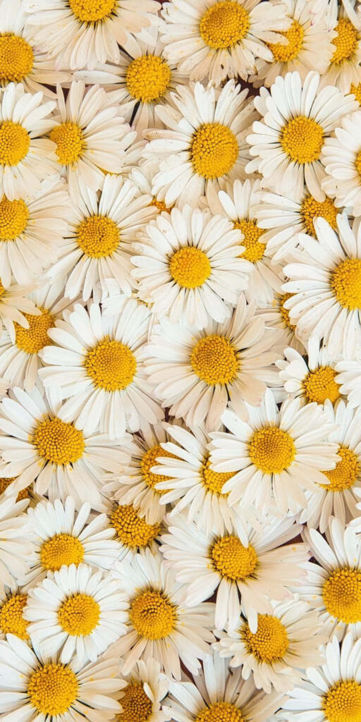 Vibrant Daisies iPhone Wallpaper: Brighten Your Screen Today!