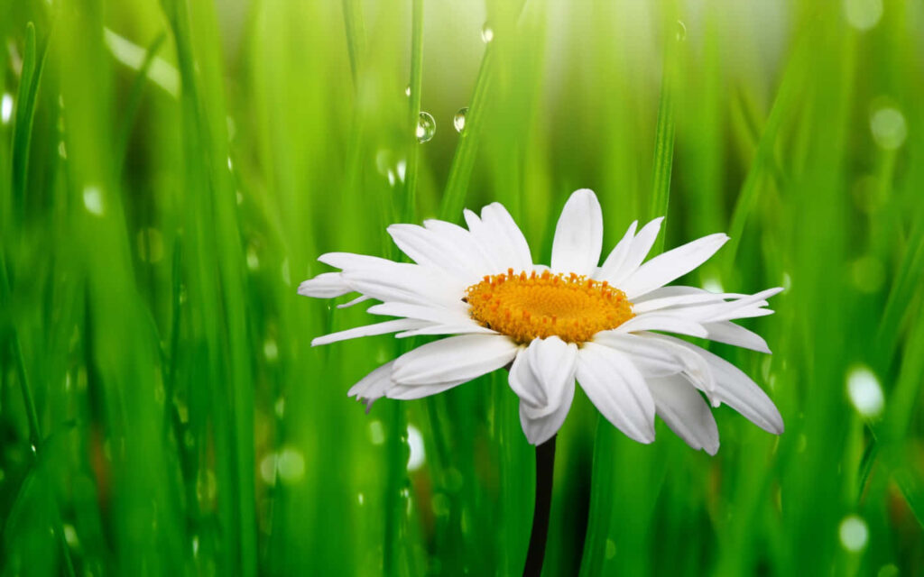 Vibrant Daisy in Lush Green Grass with Morning Dew - Serene Background Wallpaper
